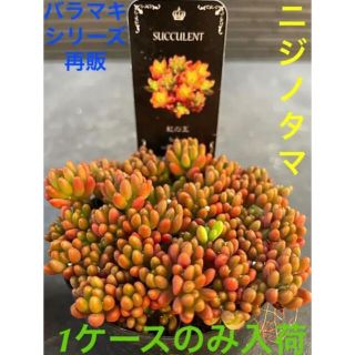 ✳️限定入荷です✳️復活バラマキシリーズ❗️多肉植物 虹の玉❗️早い者勝ち✳️(その他)