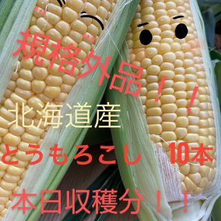 北海道産とうもろこし規格外品【10本入】(野菜)