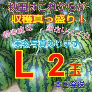 ②訳あり 糖度12度以上 秋田 農家直送スイカ 西瓜 キズ むら Lサイズ2玉(野菜)