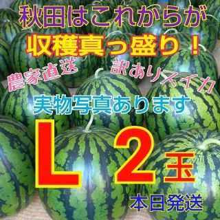 ④訳あり 糖度12度以上 秋田 農家直送スイカ 西瓜 キズ むら Lサイズ2玉(野菜)