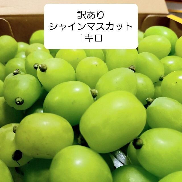に初値下げ! 訳あり 朝採り シャインマスカット 約1キロ 通販 朝採りシャインマスカット粒約1キロ