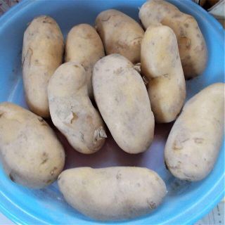 野菜詰め合わせ　家庭菜園もの　無農薬　化学肥料(野菜)