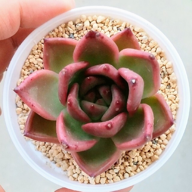 ○ハニーピンク○韓国苗 多肉植物 エケベリアの通販 by 海's ○ハニーピンク○韓国苗 多肉植物 エケベリアの通販 by 海's