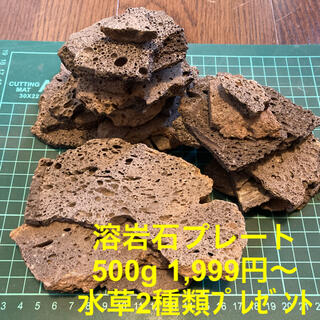 溶岩石プレート 1kg＋ 水草2種類ﾌﾟﾚｾﾞﾝﾄ(アクアリウム)