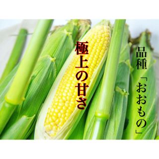 とうもろこし　Ｍ6本(野菜)