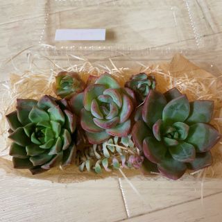 多肉植物カット苗セット(即購入OK)2セット限定(その他)