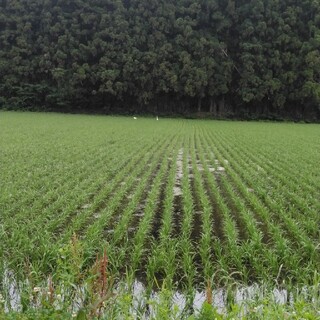 令和2年産栃木県特一等米コシヒカリ玄米30キロ無農薬にて、作ったお米です！！