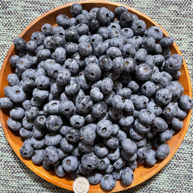 北海道産 ブルーベリー 無農薬 4kg 送料込 フルーツ 果物 - フルーツ