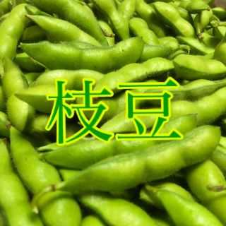 朝採れたて新鮮 旬の夏野菜 枝豆500g(野菜)