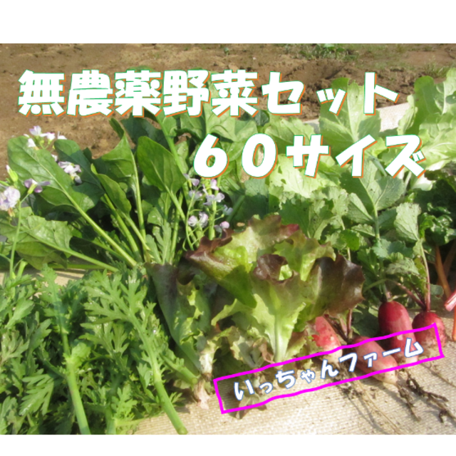 ゆきりん様専用　夏野菜の詰め合わせ　６０サイズにて 食品/飲料/酒の食品(野菜)の商品写真