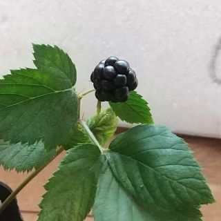 ブラックベリー　BlackBerry　苗木(プランター)