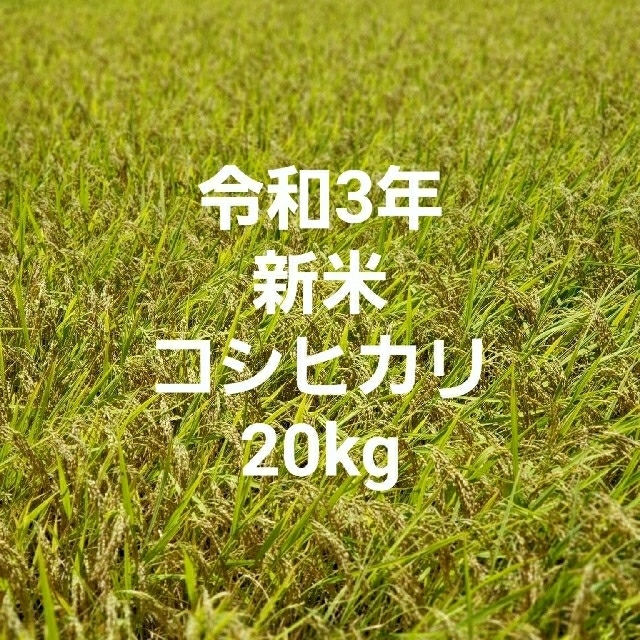 令和3年　玄米　コシヒカリ　新米　米/穀物