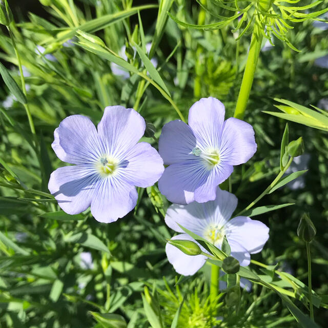 花の種【シレネホワイトキャンピオン・シレネガリカ・宿根アマ・千鳥草】各100粒 ハンドメイドのフラワー/ガーデン(その他)の商品写真