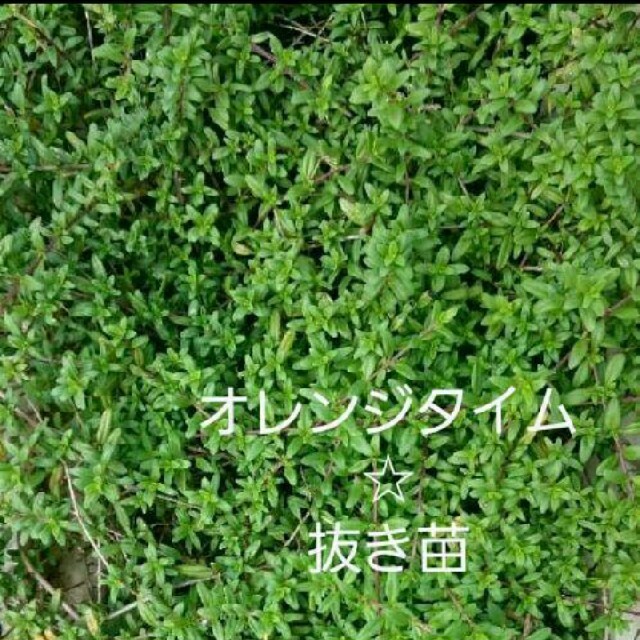 オレンジタイム☆抜き苗 ハンドメイドのフラワー/ガーデン(プランター)の商品写真