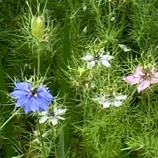 ニゲラ　花の種200粒(その他)