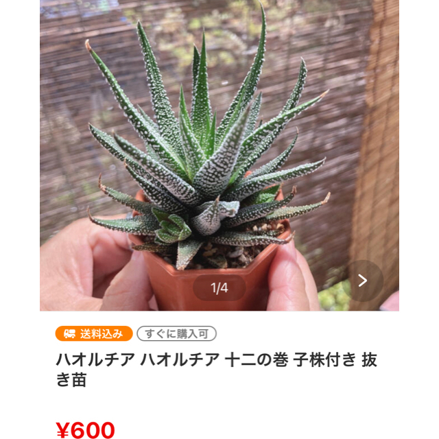 【2鉢で1200円】ハオルチア 2種 寄せ植え1鉢 ＋　十二の巻 1鉢 ハンドメイドのフラワー/ガーデン(その他)の商品写真