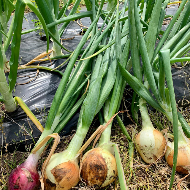 畑直送　無農薬栽培野菜 食品/飲料/酒の食品(野菜)の商品写真