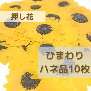 押し花 ひまわりハネ品10枚(各種パーツ)