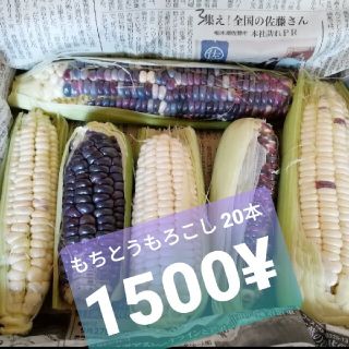 もちとうもろこし 20本1500¥(フルーツ)