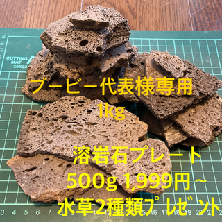 溶岩石プレート 500g 1,999円〜 ＋ 水草2種類ﾌﾟﾚｾﾞﾝﾄ(アクアリウム)