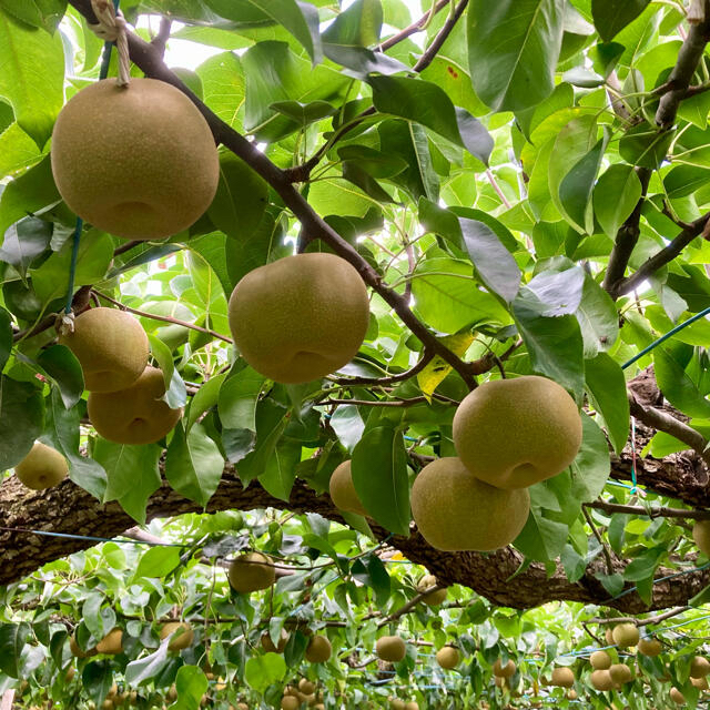 幸水 梨 5㎏ 5キロ 秀品 食品/飲料/酒の食品(フルーツ)の商品写真