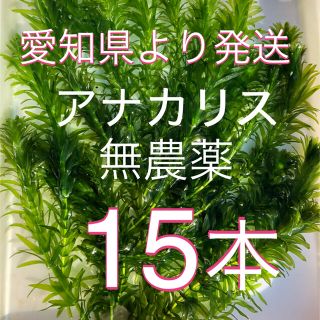水草アナカリス　15本(アクアリウム)