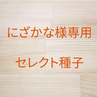 にざかな様専用　セレクト種子　2袋(野菜)