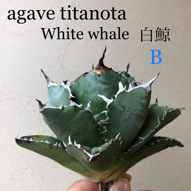 agave titanota White whale 白鯨 B 台湾輸入株！！ ハンドメイドのフラワー/ガーデン(その他)の商品写真