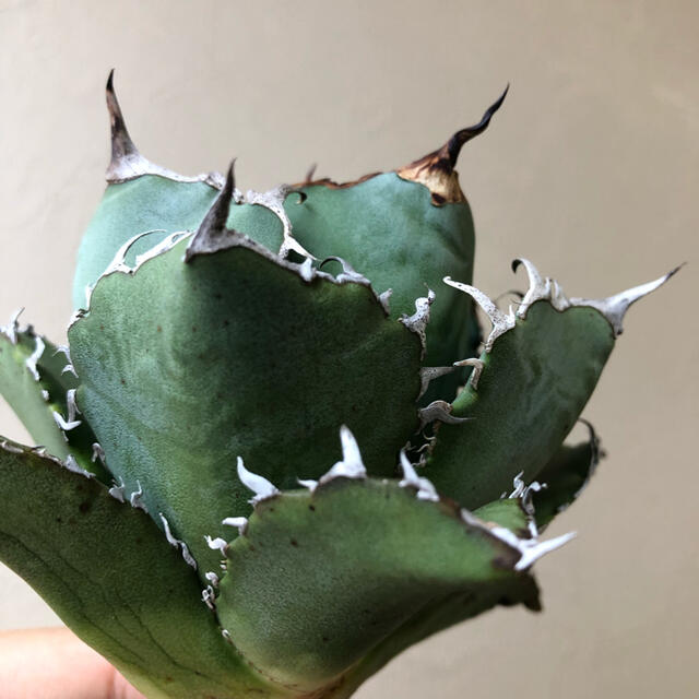 agave titanota White whale 白鯨 B 台湾輸入株！！ 割引クーポン 51.0%OFF minyoukashi.com