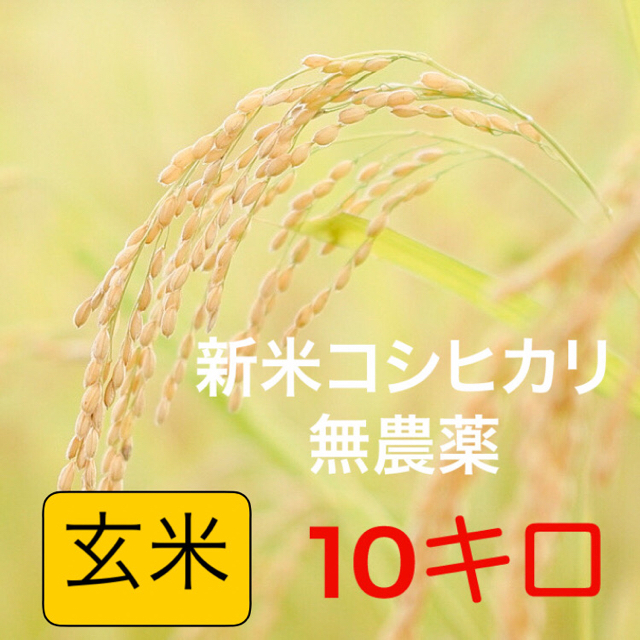 高知県産　新米無農薬コシヒカリ