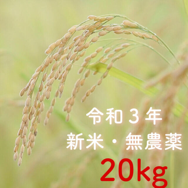 米/穀物高知県産　新米無農薬コシヒカリ