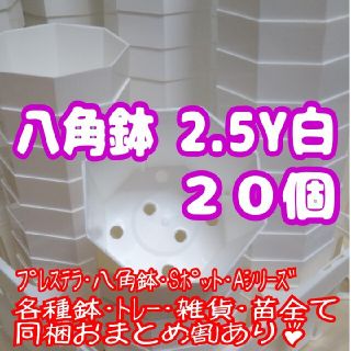 プラ八角鉢 カネヤ【2.5Y】20個 多肉植物 プレステラ(プランター)