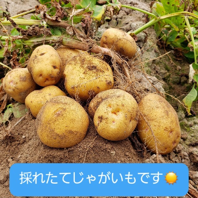 北海道 北見産 新 じゃがいも さやか  1.8kg ◎農家直送 食品/飲料/酒の食品(野菜)の商品写真