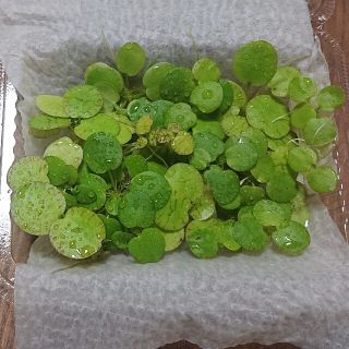 ドワーフフロックピット（１カップ分）水草 浮草 無農薬 メダカ飼育にオススメ♪(アクアリウム)