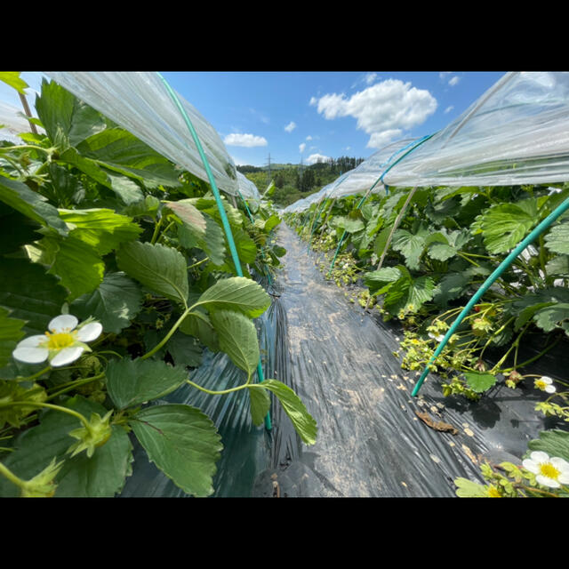 北海道産 冷凍いちご 無農薬 1.5kg 送料込 フルーツ ふるさと 果物 食品/飲料/酒の食品(フルーツ)の商品写真