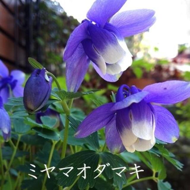 花の種　ミヤマオダマキ　50粒 　日本原産　下向きに咲く愛らしい花 ハンドメイドのフラワー/ガーデン(その他)の商品写真