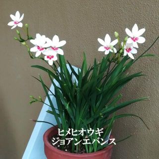 秋まき　花の種　ヒメヒオウギ・ジョアンエバンス　種　30粒　初心者向き(その他)