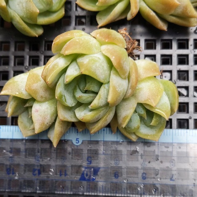 オリジナルブルーサプライズ　韓国苗　多肉植物 5 ハンドメイドのフラワー/ガーデン(その他)の商品写真