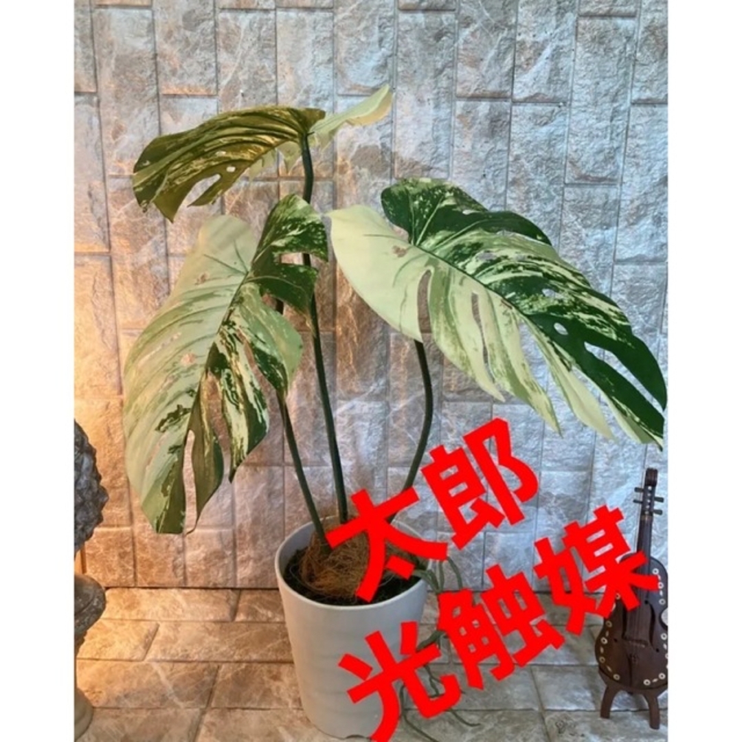 光触媒　人工観葉植物　ウォールグリーン　フェイクグリーン　モンステラ中