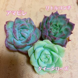 多肉植物 カット苗セット(その他)