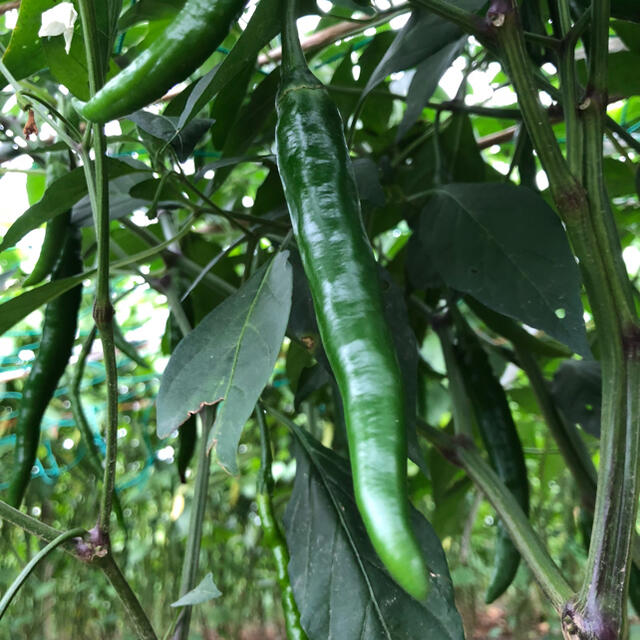 福岡県産★青唐辛子300g  栽培期間中農薬不使用　朝摘みメール便 食品/飲料/酒の食品(野菜)の商品写真