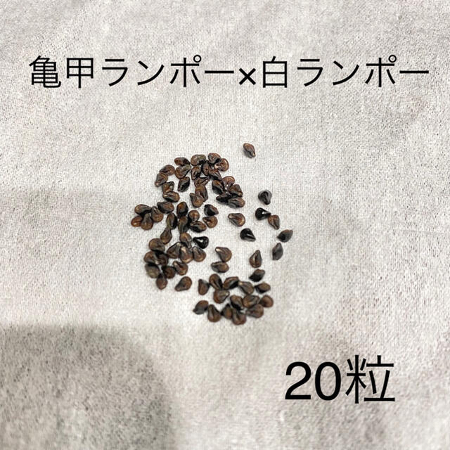 アストロフィツム　亀甲碧瑠璃ランポー × 白ランポー　種子　20粒 ハンドメイドのフラワー/ガーデン(その他)の商品写真