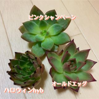 多肉植物 カット苗セット(週末SALE)(その他)