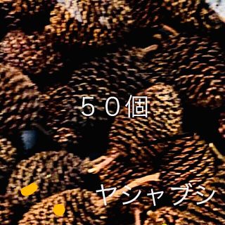 ヤシャブシ　５０個(ドライフラワー)