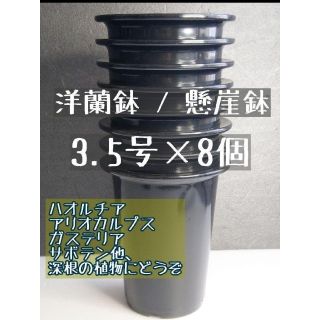 ◎8個◎ 深鉢 3.5号 3.5寸 懸崖鉢 洋蘭鉢 プラ鉢 長鉢 ハオルチア(プランター)