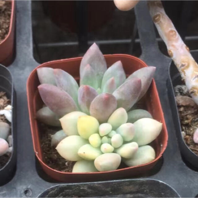 多肉植物 ハンドメイドのフラワー/ガーデン(その他)の商品写真
