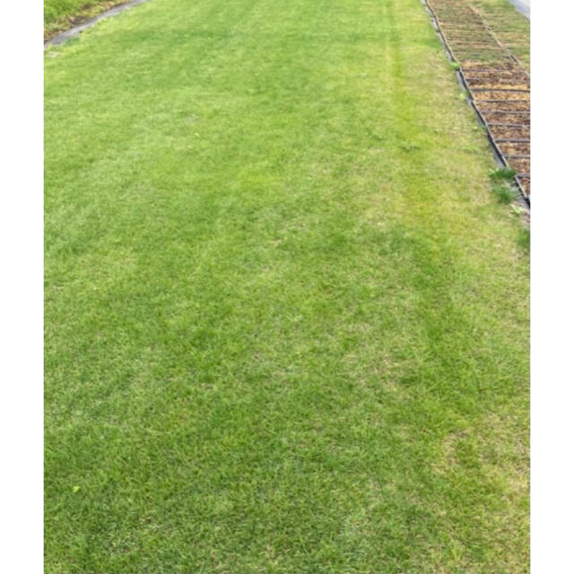 植え付け時期３月下旬９月上旬芝生 ティフトン４１９芝苗 200苗(セルトレー２５穴×8トレー)