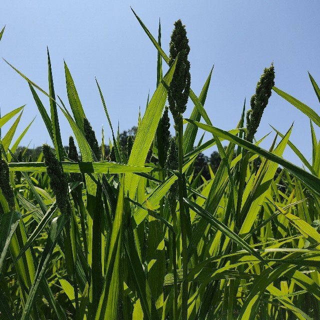 ひえ半熟生穂（化学肥料・農薬不使用栽培）北海道から送料無料！！！ その他のペット用品(鳥)の商品写真