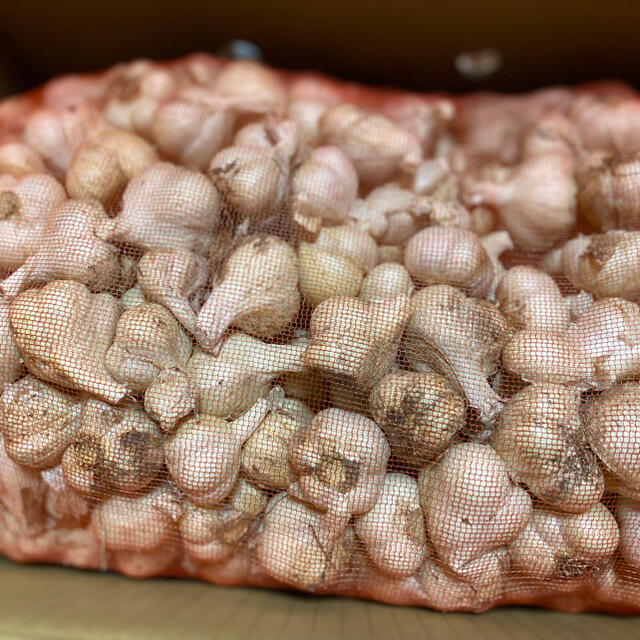 数量限定! 青森県産 乾燥にんにく 10kg SSサイズ 福地ホワイト六片 - 野菜