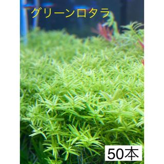 グリーンロタラ50本 (アクアリウム)